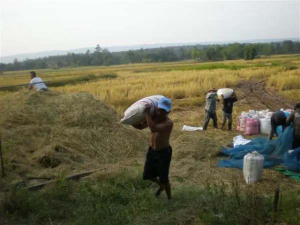แบกข้าว